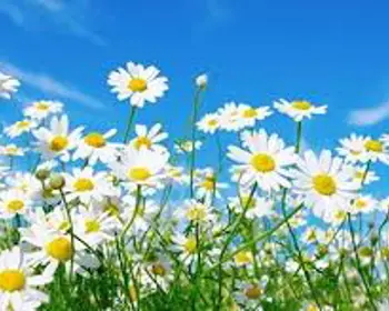 Sommarbild