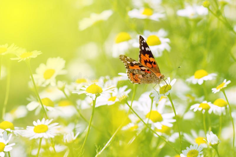 Sommarbild